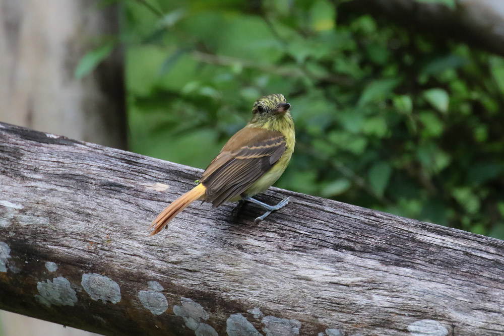 Bright-rumped Attila